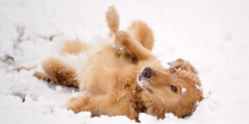 Ледяная ловушка на дорогах: украинцев предупредили об опасной погоде