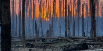Довкілля та війна: що відбувається з українськими лісами, степами та заповідниками