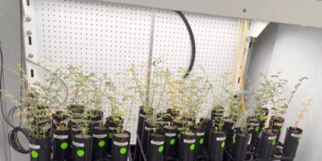 Вчені успішно виростили нут у симульованому місячному ґрунті для майбутніх космічних місій