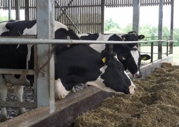 Коровьи бунты в РФ: против фермеров в три региона отправляют росгвардию. ВИДЕО