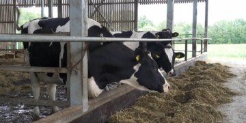 Коровьи бунты в РФ: против фермеров в три региона отправляют росгвардию. ВИДЕО