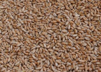 рф викрала 2 млн тонн українського зерна минулого року та продала його в Африці, Азії та Європі – Сибіга