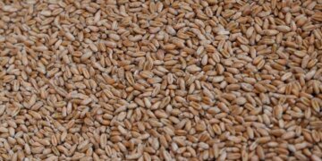 рф викрала 2 млн тонн українського зерна минулого року та продала його в Африці, Азії та Європі – Сибіга