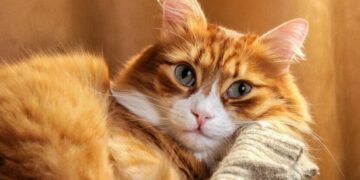 Антициклон разогреет Украину: сколько продлится аномальное тепло