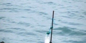 Узбережжя Азовського моря під окупованим Генічеськом всіяне трупами лебедів