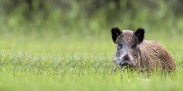 Восстание машин против дикой природы: китайский робот устроил охоту на кабанов в Польше. ВИДЕО