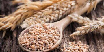 Зерновой профицит: Госстат шокировал данными о запасах пшеницы и кукурузы