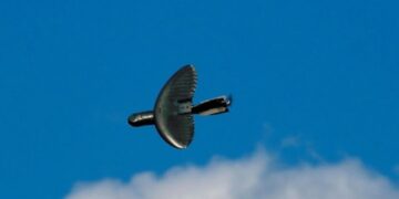 IARPA ищет биоматериалы для самоуничтожающихся двигателей дронов