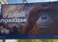 В Новосибирске на баннере к 9 мая разместили орангутана. ФОТО