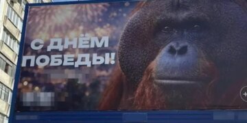 В Новосибирске на баннере к 9 мая разместили орангутана. ФОТО