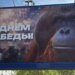 В Новосибирске на баннере к 9 мая разместили орангутана. ФОТО