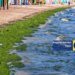 Азовське море у травні аномально зацвіло та почало викидати водорості на узбережжя – Андрющенко