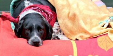У МВС пояснили, як допомогти домашнім тваринам переживати вибухи та повітряні тривоги