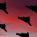Румунія підняла винищувачі Typhoon через нічну атаку рф на Україну