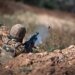 Втрати рф за добу: 1190 солдатів та понад 2000 БпЛА