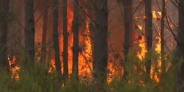 Пожары во Франции: эвакуация тысяч людей в окрестностях Бордо продолжается