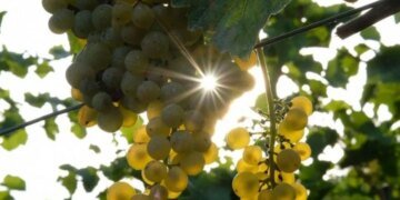 На украинских рынках начался сезон раннего местного винограда