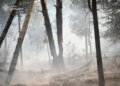 За добу в Україні виникло 14 лісових пожеж на площі 12,3 га – оголошено найвищий рівень небезпеки