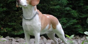 Вчені створили собак, які не викликають у людей алергію