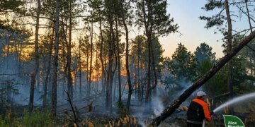Аномальна спека спричинила детонацію мін та пожежі у лісах Херсонщини