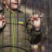 "Ексміністру днр" і трьом його спільникам оголосили підозру за депортацію 53 українських дітей до росії – Генпрокурор