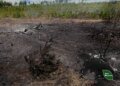 В Україні за тиждень через ворожі атаки вигоріли 84 гектари лісу