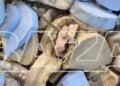 В России дорогу “запломбировали” гипсовыми челюстями вместо асфальта. ВИДЕО