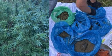 Конопля у церкви, а дома — почти 1,6 кг каннабиса и пистолет: 53-летнего жителя Львовщины отдают под суд