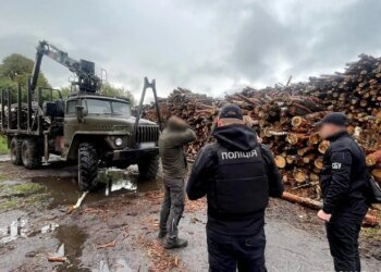 «Чёрные» лесорубы на Житомирщине: ущерб от незаконной вырубки составил десятки миллионов гривен