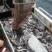 Без рыбы, но с разведданными: ЕС ввёл санкции против российских рыболовных компаний за шпионаж у подводных кабелей
