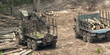 Пилили гослес и госсистему одновременно: дело банды из «Лесов Украины» направлено в суд. ФОТО